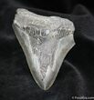 Inch Megalodon Tooth Nice Serrations #1046-1